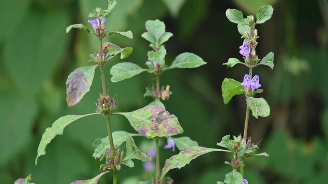 Clinopodium acinos plants with flowers. Its common name is&nbsp;Acinos arvensis,&nbsp;basil thyme&nbsp;and&nbsp;spring savory. This is a species of&nbsp;flowering plant&nbsp;in the family&nbsp;Lamiaceae.