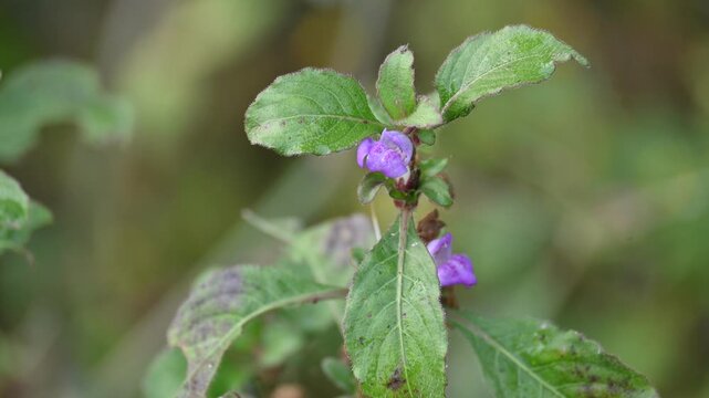 Clinopodium acinos plants with flowers. Its common name is&nbsp;Acinos arvensis,&nbsp;basil thyme&nbsp;and&nbsp;spring savory. This is a species of&nbsp;flowering plant&nbsp;in the family&nbsp;Lamiaceae.