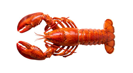 Vibrant Red Cooked Lobster, a premium gourmet seafood delicacy presented in a clean top-down studio shot, perfectly isolated on transparent background, ideal for culinary design projects.