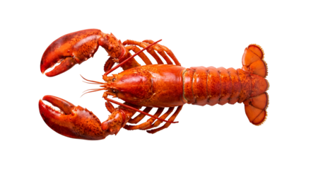 Vibrant Red Cooked Lobster, a premium gourmet seafood delicacy presented in a clean top-down studio shot, perfectly isolated on transparent background, ideal for culinary design projects.
