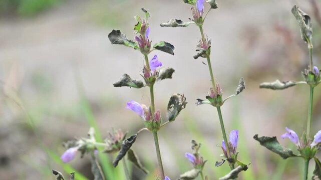 Clinopodium acinos plants with flowers. Its common name is&nbsp;Acinos arvensis,&nbsp;basil thyme&nbsp;and&nbsp;spring savory. This is a species of&nbsp;flowering plant&nbsp;in the family&nbsp;Lamiaceae.