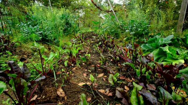 Rising camera from garden trench revealing beetroots growing between overgrown garden beds of broccoli and white cabbage