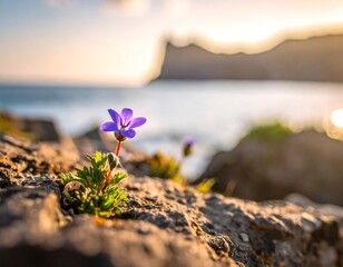 Tiny purple flower thrives among rugged coastal rocks, ocean backdrop blurred by golden sunset hues in the background