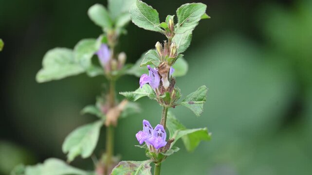 Clinopodium acinos plants with flowers. Its common name is&nbsp;Acinos arvensis,&nbsp;basil thyme&nbsp;and&nbsp;spring savory. This is a species of&nbsp;flowering plant&nbsp;in the family&nbsp;Lamiaceae.
