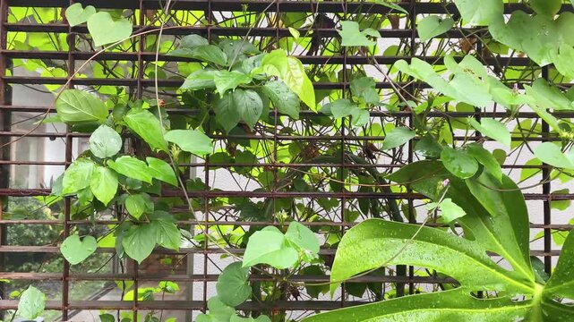 green plants climbing on the iron trellis in front of the house