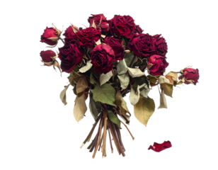Dried Red Rose bouquet isolated on transparent png