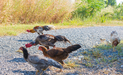 chickens and roosters on a farm in the village