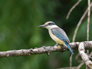 Fototapeta premium Sacred Kingfisher (Todiramphus sanctus) perched on a branch with out of focus weeping willow trees in background