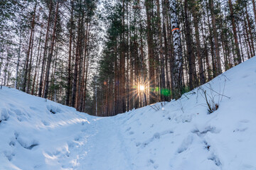 The Sun's rays pass through the trees in winter forest