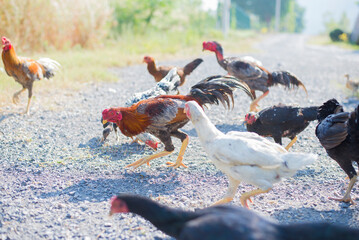 chickens and rooster walking on the road in the countryside