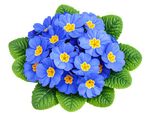 Primrose primula blue flowers bouquet isolated on transparent png