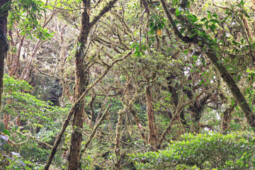 Fototapeta premium Monteverde Tropical Forest, Costa Rica