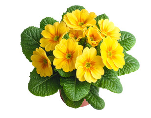 Primrose primula yellow flowers bouquet isolated on transparent png