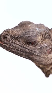 Vertical Close-Up of Hydrosaurus Amboinensis Head on White Background
