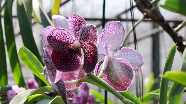 Close Up of Purple Spotted Vanda Orchids in a Sunlit Greenhouse