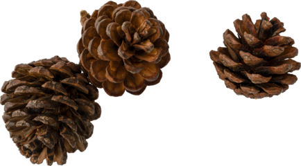 Brown Organic Dried Pine Cones