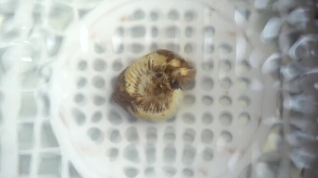Ultrasonic cleaning of an ammonite fossil.