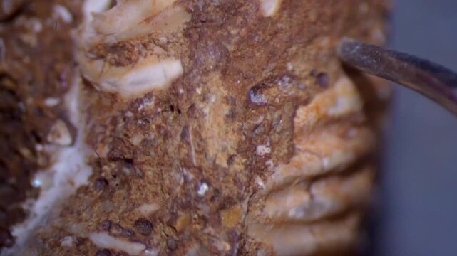 Conservation tool probes encrusted dirt on fossilized ammonite. Microscopic view.