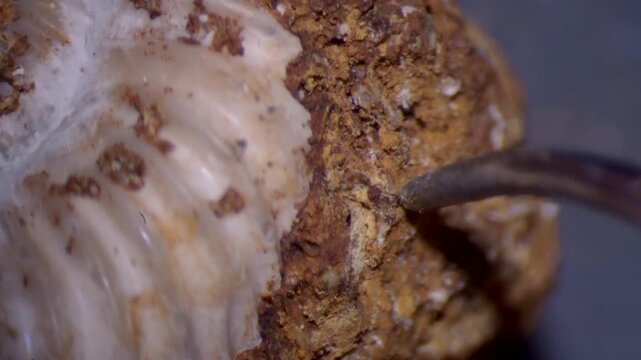 Dirt is removed from fossil ammonite, as seen under microscope.