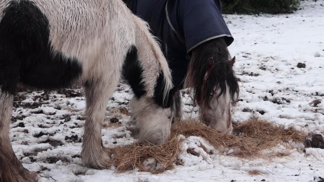 Two ponies feeding during a cold weather. UK