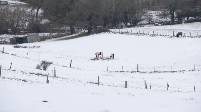 A small herd of ponies in a snow covered field in January. Staffordshire. UK