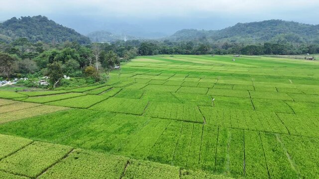 Drone flying upwards with the camera tilting downwards over green ricefields in 4k