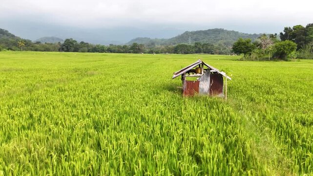 Drone rotating closeby a little shed in the middle of the ricefields in 4k