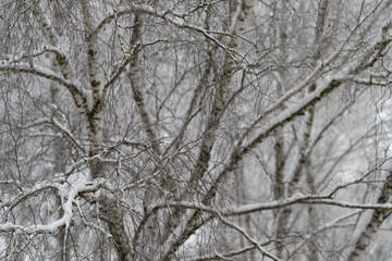 Close study birch bark and frost, coarse surface and lichen highlighted by light dusting of snow, intimate texture study with cool tones and weathered character