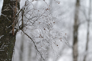 Obraz premium Icecovered tree with rustic charm, Snow and ice adorn rugged tree against winter atmosphere, Frostcovered birch trunk with icy branches expressing cold winter rustic beauty