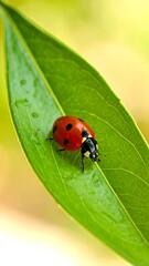 Ladybug rests on vibrant green leaf with water droplets in natural light