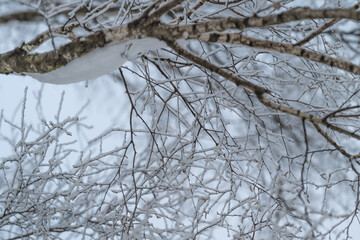 Fototapeta premium Snowladen branches arching overhead with graphic geometry, underside perspective reveals woven structure, cool blue sky peeking through, modern natural abstraction