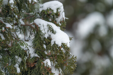 Frosty pine greenery, Close shot of iced conifer branches with sparkling snow patches, Detailed view of frosted evergreen branches decorated with glistening snow deposits