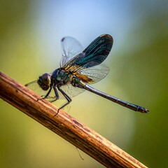 Iridescent dragonfly perched diagonally on a twig with blurry foliage background