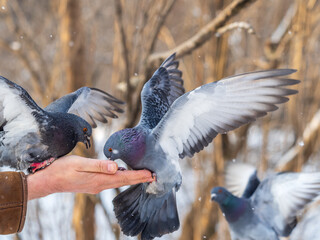 A colourful pigeon feeding from a hand of a man.