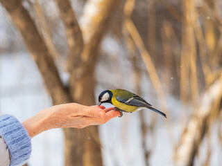 A tit sits on a man's hand and eats seeds.