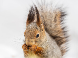 Obraz premium The squirrel sits on white snow