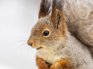 Obraz premium The squirrel sits on white snow