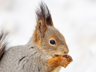 Obraz premium The squirrel sits on white snow