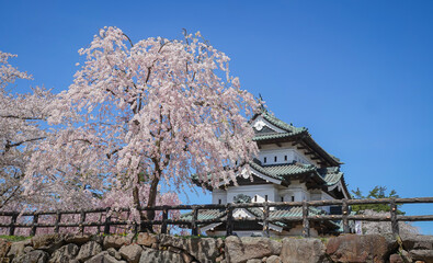 Naklejka premium Stunning cherry blossom landscape in the park