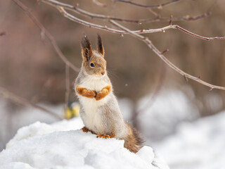The squirrel sits on white snow
