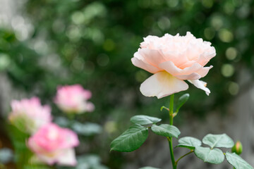 バラの花
「公妃の気品を、あなたの心お部屋に。至福のパステルピンク。」
プリンセス・シャルレーヌ・ドゥ・モナコ
Roses
