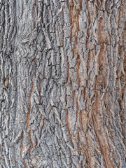 Obraz premium Bark texture and background of a old fir tree trunk. Detailed bark texture. Natural background