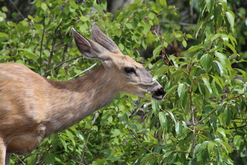Close Up of A Deer