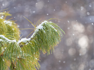 Cedar branches with long fluffy needles in winter covered with snow