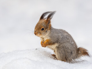 The squirrel sits on white snow