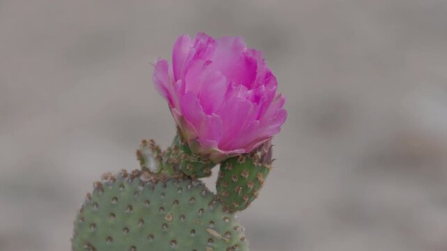 a close panning shot of a beavertail prickly pear cactus' pink flower at joshua tree national park in california, usa