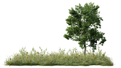 Deciduous Green Tree and Meadow Grass with Yellow Wildflowers Isolated on White
