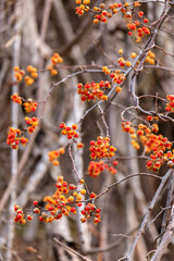 北海道上砂川町、赤い果肉が顔を出すツルウメモドキの実【11月】