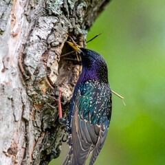 Iridescent starling clings to a birch tree bringing twigs to its nest inside a hollow