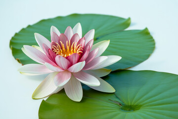 A high-quality photograph of a single pink lotus flower floating on two large green lily pads against a pure white background.